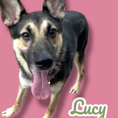 Enlarge Lucy, a Adoptable German Shepherd Dog in Scottsdale, AZ image 1/1