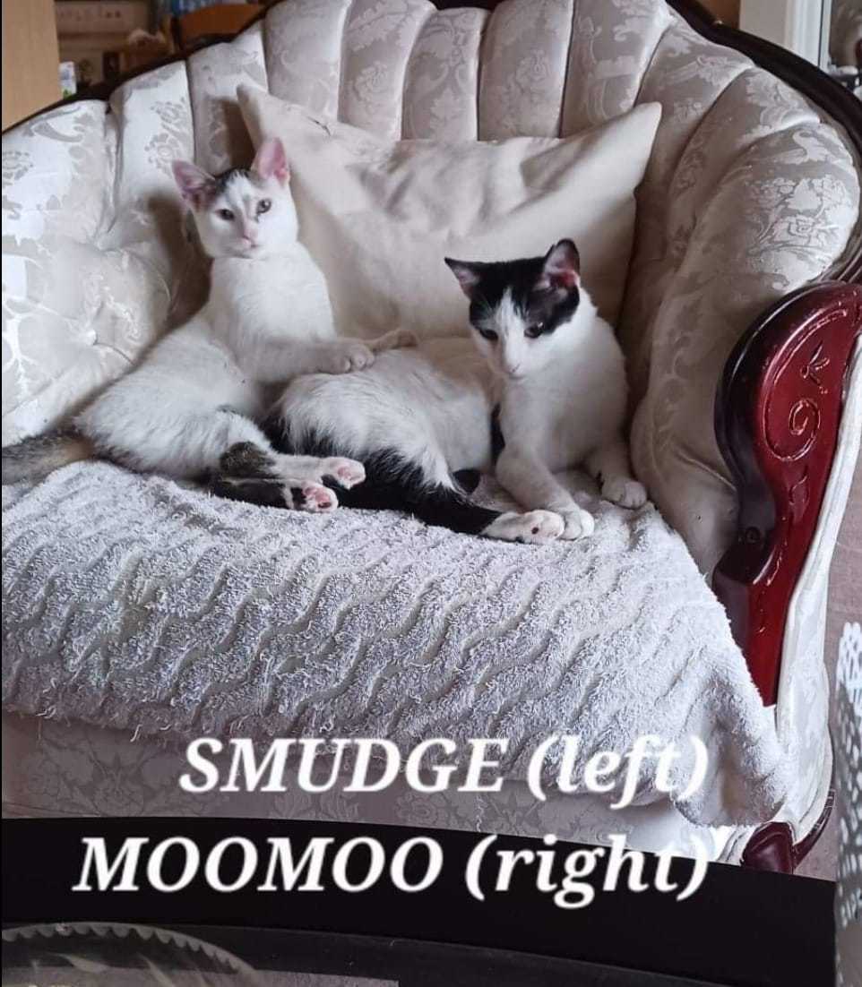 Enlarge Smudge & MooMoo, a Adoptable Domestic Short Hair in Mississauga, ON image 1/3