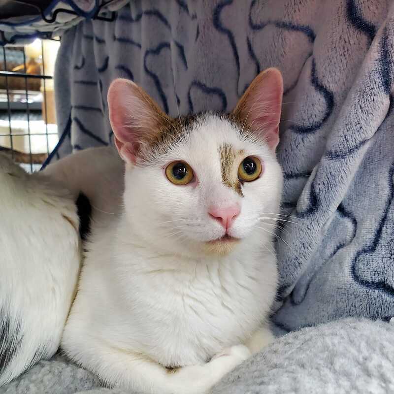 Enlarge Smudge & MooMoo, a Adoptable Domestic Short Hair in Mississauga, ON image 2/3