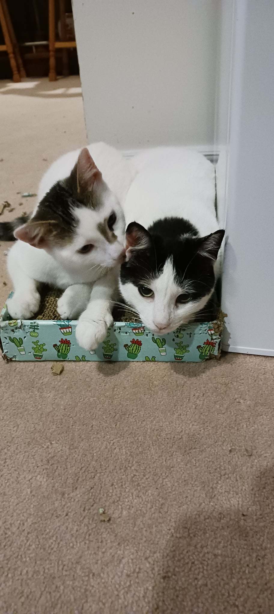 Enlarge Smudge & MooMoo, a Adoptable Domestic Short Hair in Mississauga, ON image 3/3