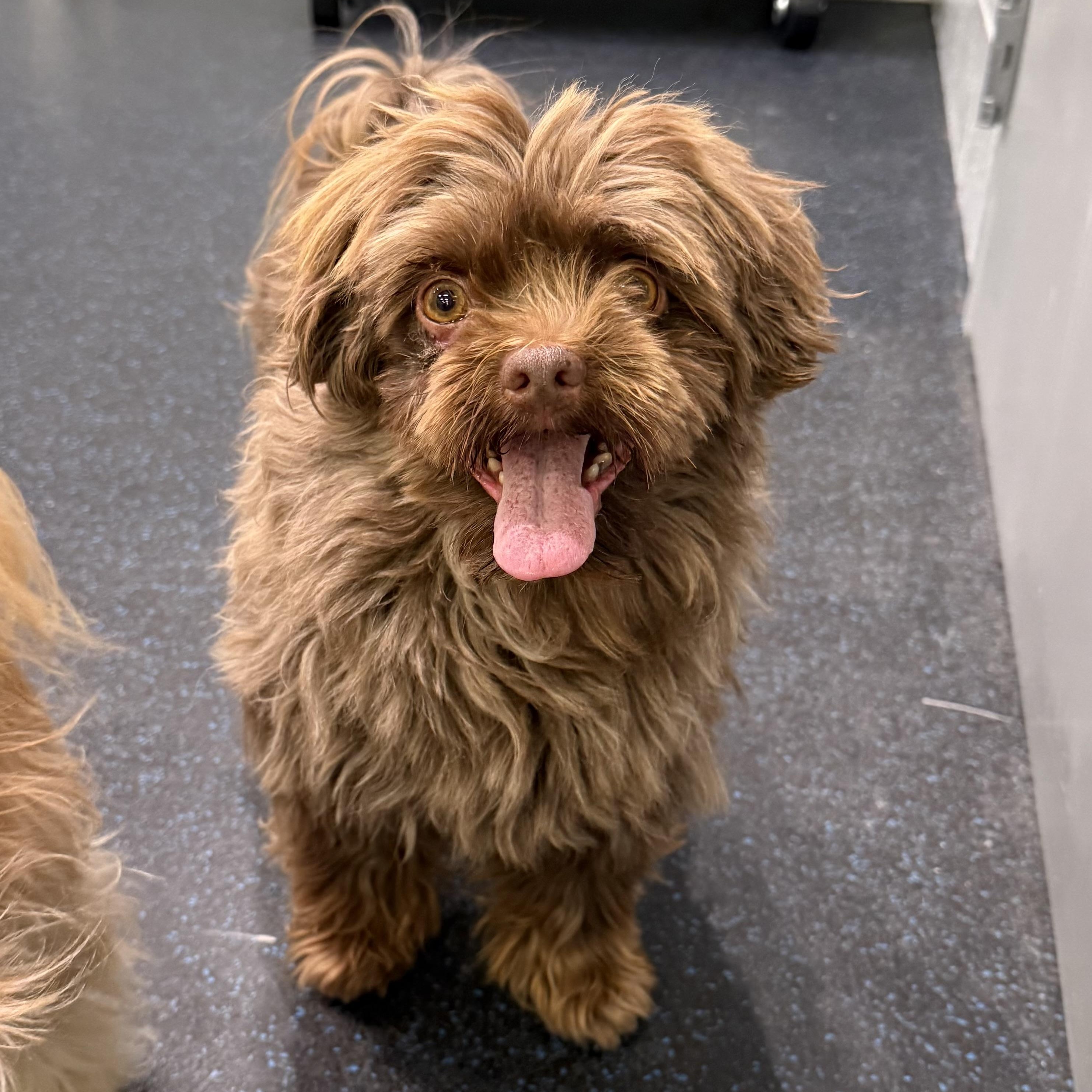 Enlarge Mateo, an adopted Havanese in Watertown, WI image 2/6