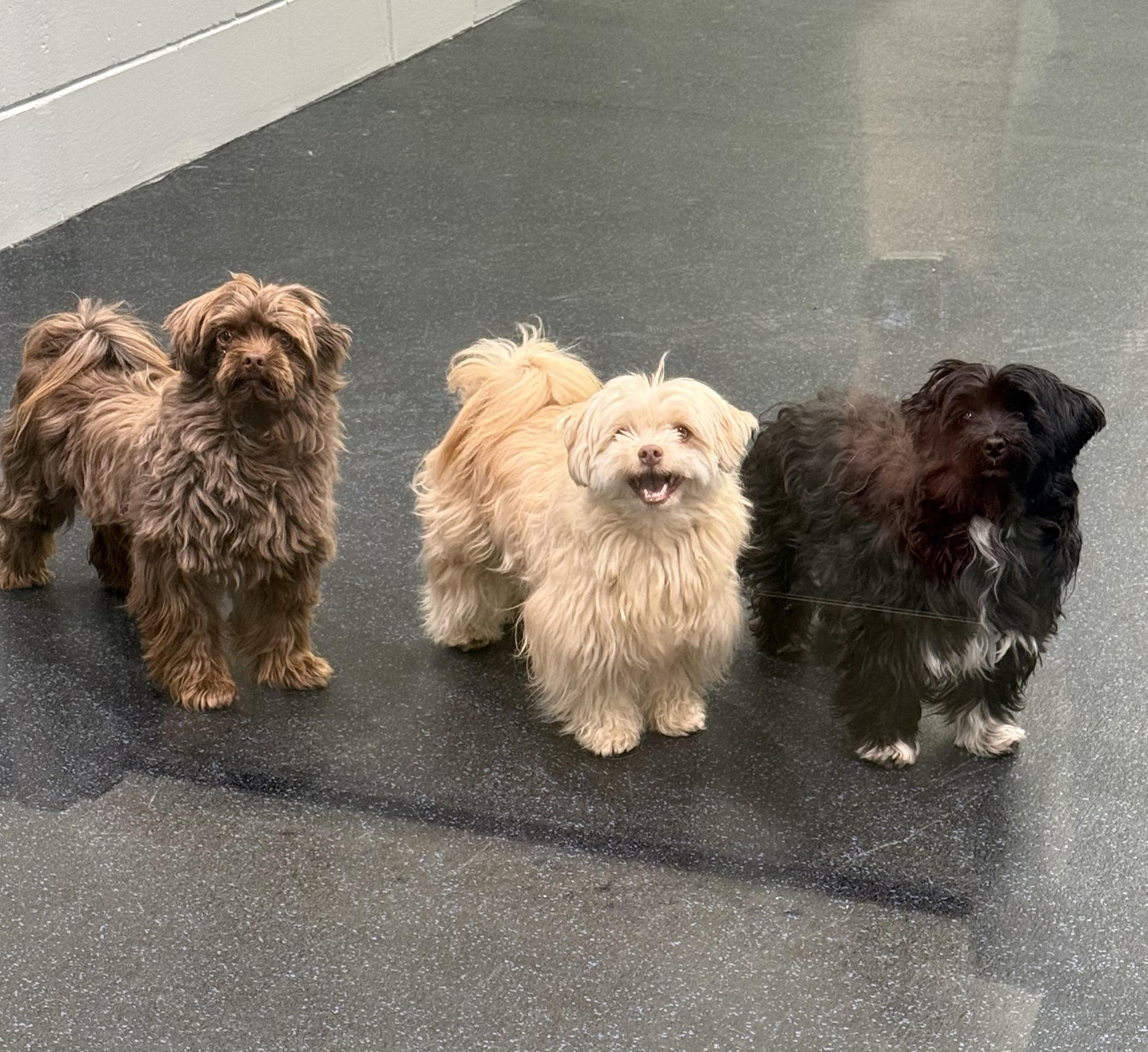 Enlarge Mateo, an adopted Havanese in Watertown, WI image 4/6