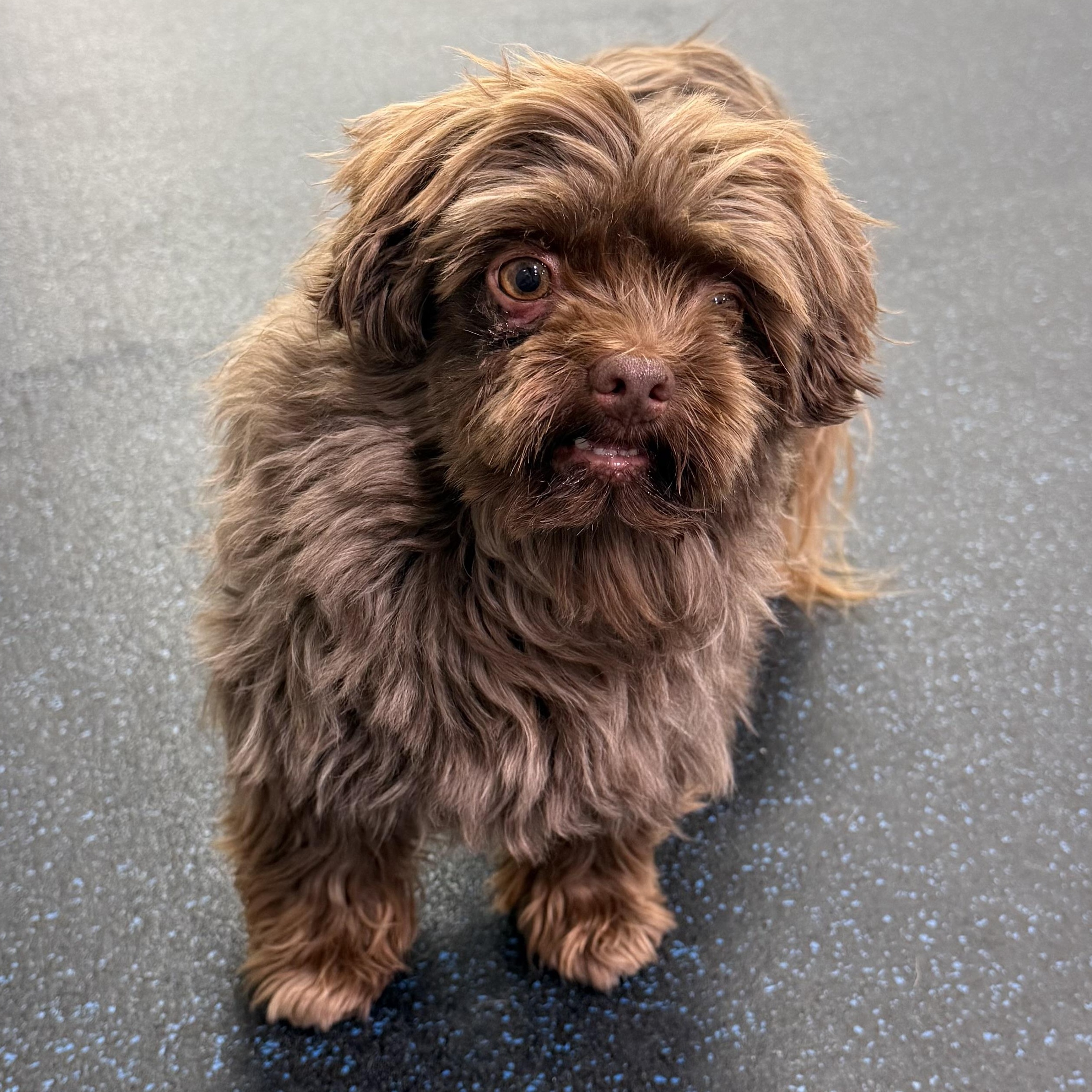 Enlarge Mateo, an adopted Havanese in Watertown, WI image 5/6