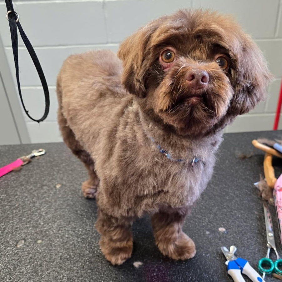 Mateo, ADOPTABLE, Adult Male Havanese.