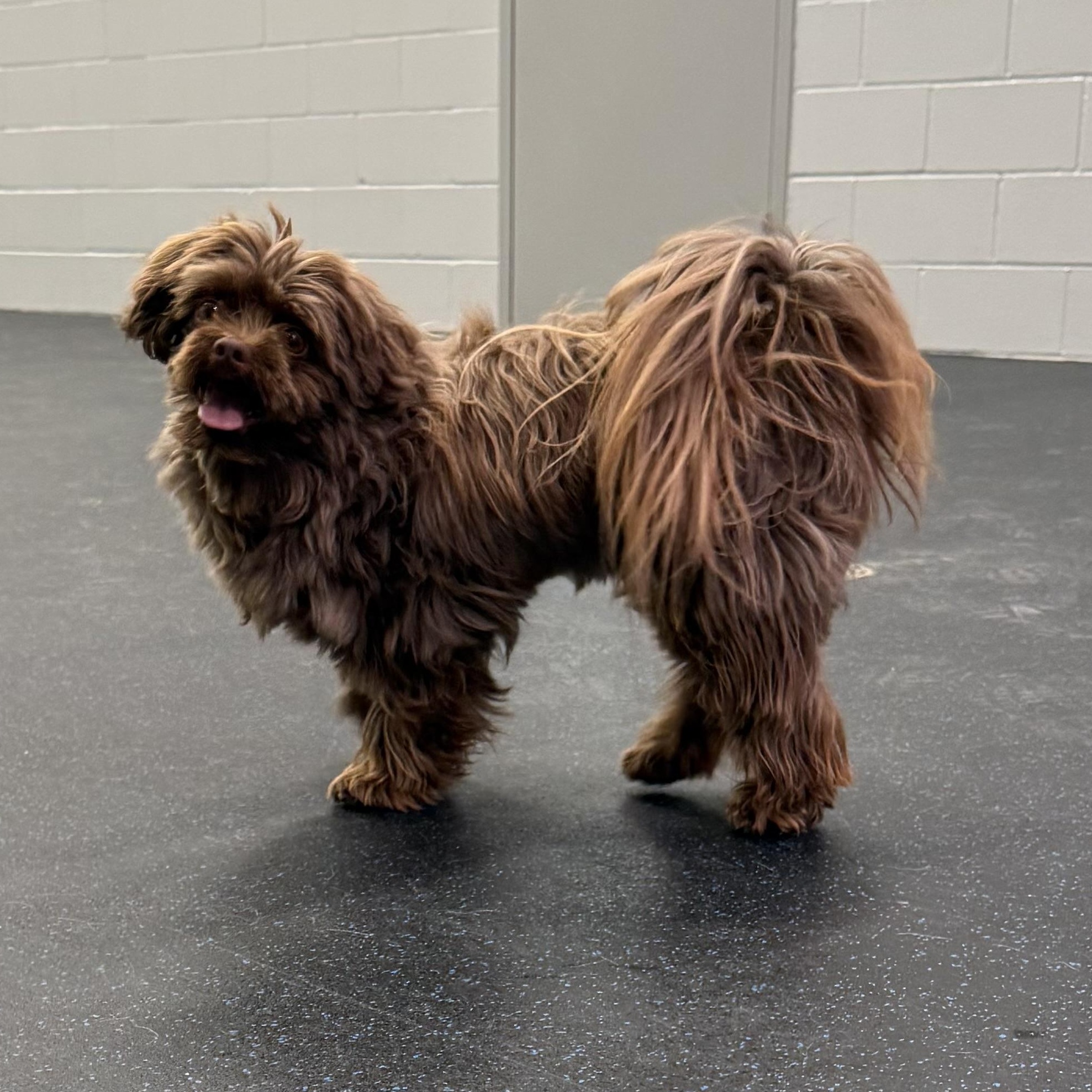 Enlarge Mateo, an adopted Havanese in Watertown, WI image 3/6