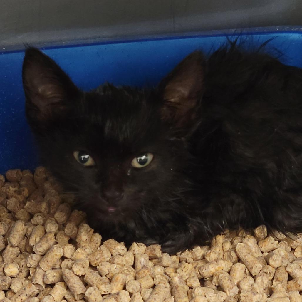 Enlarge Spirit, a Adoptable Domestic Short Hair in Ruckersville, VA image 1/1