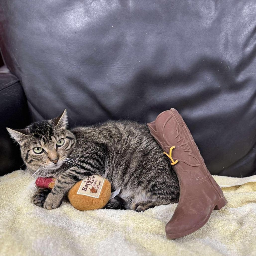 Butters, a Adoptable Domestic Short Hair in Pasadena , MD image 3/3