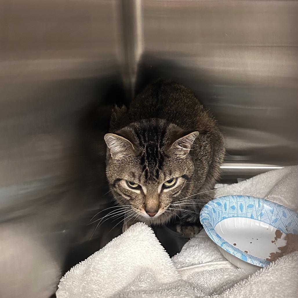 Enlarge Butters, a Adoptable Domestic Short Hair in Pasadena , MD image 1/3