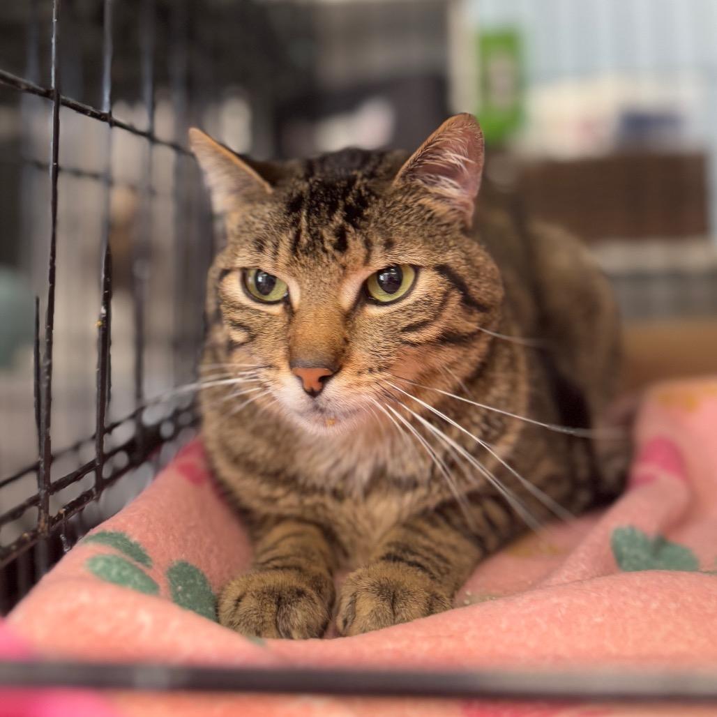 Enlarge Butters, a Adoptable Domestic Short Hair in Pasadena , MD image 3/3