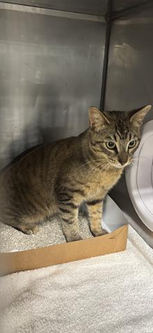 Enlarge HANK, a Adoptable Domestic Short Hair in Panama City, FL image 1/1