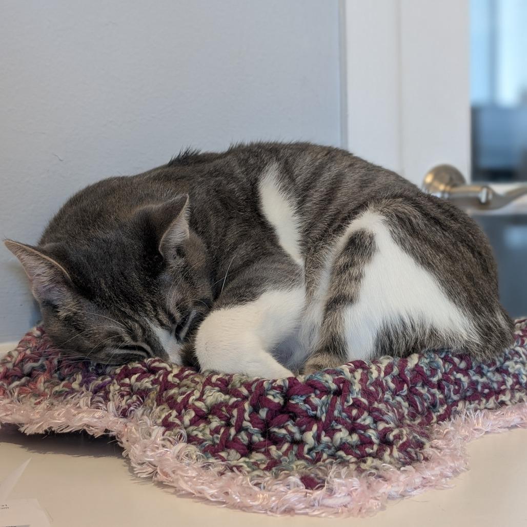 Laird, a Adoptable Domestic Short Hair in Lakewood, CO image 1/6
