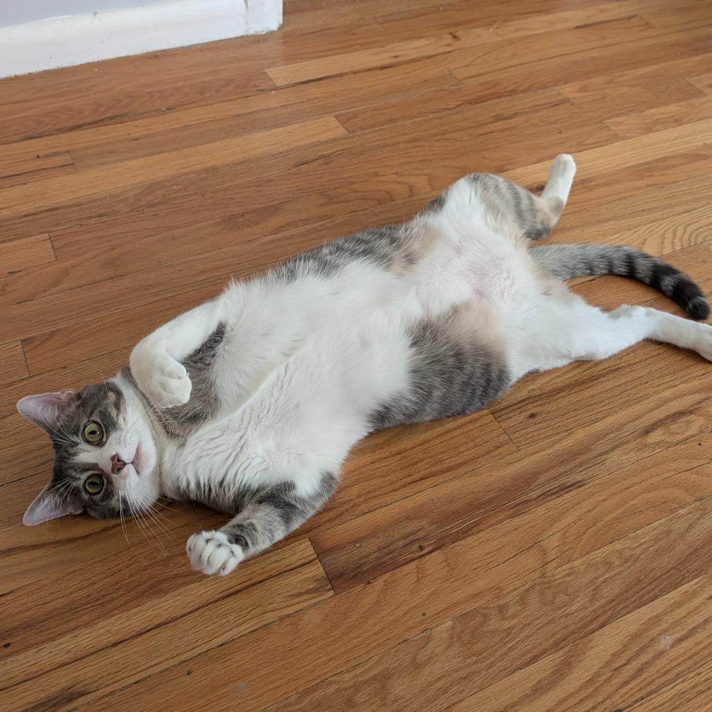 Laird, a Adoptable Domestic Short Hair in Lakewood, CO image 2/6