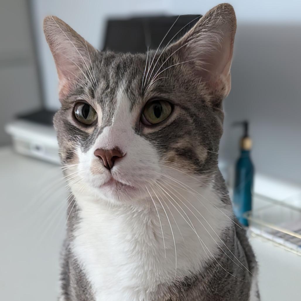 Laird, a Adoptable Domestic Short Hair in Lakewood, CO image 3/6