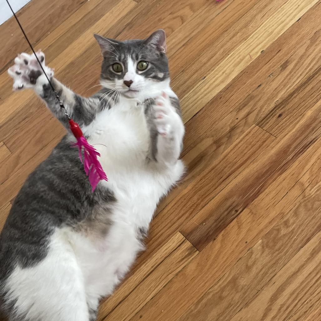 Laird, a Adoptable Domestic Short Hair in Lakewood, CO image 4/6