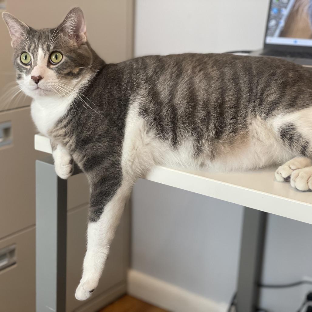 Laird, a Adoptable Domestic Short Hair in Lakewood, CO image 5/6