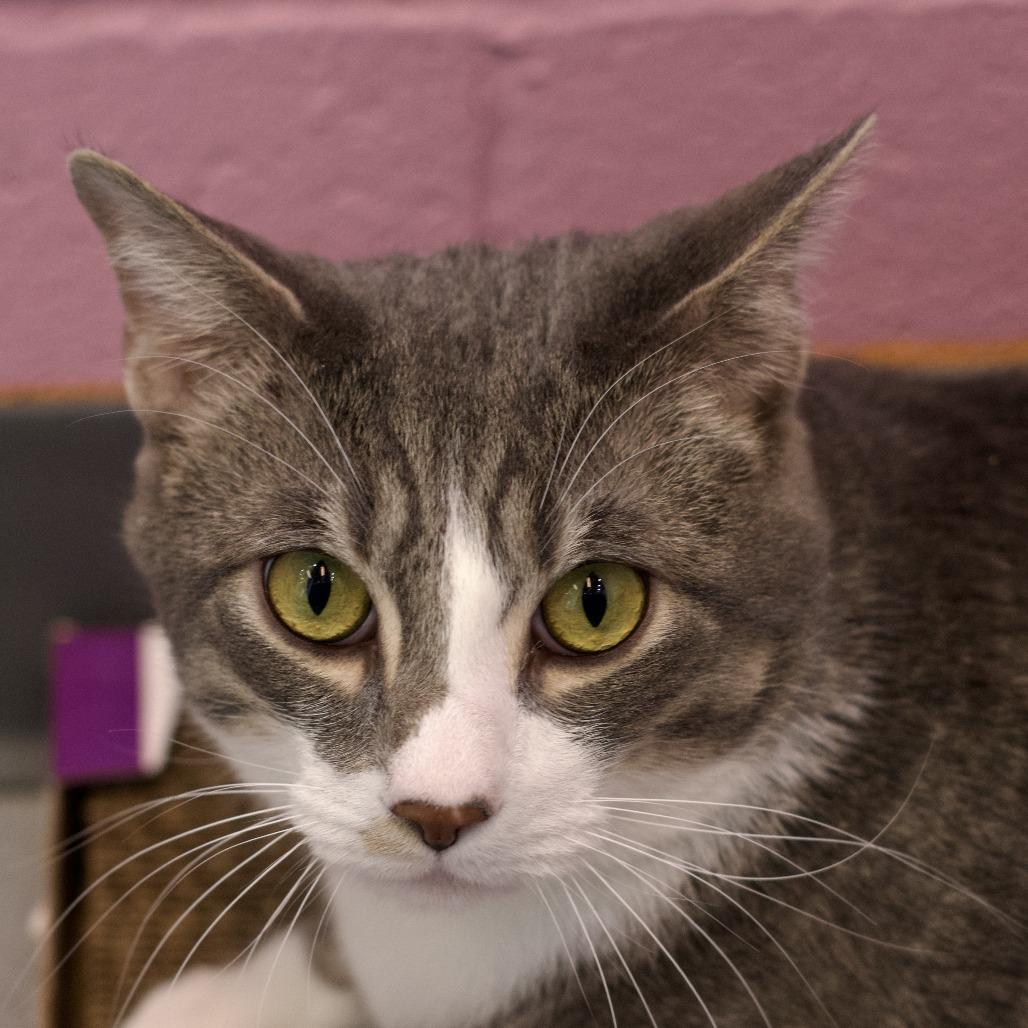Laird, a Adoptable Domestic Short Hair in Lakewood, CO image 6/6