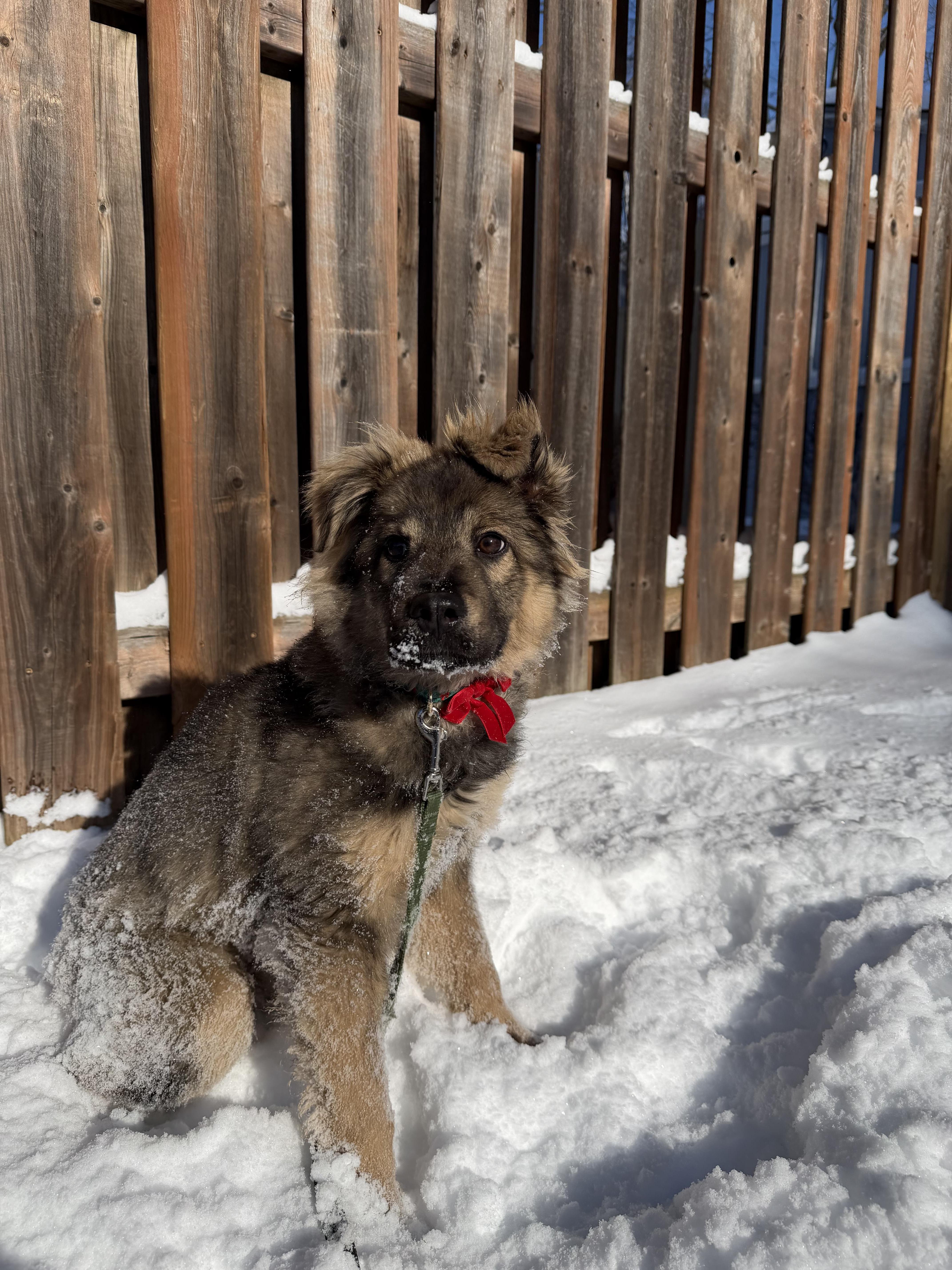 Enlarge Stassi, a ADOPTABLE Mixed Breed in London, ON image 5/6