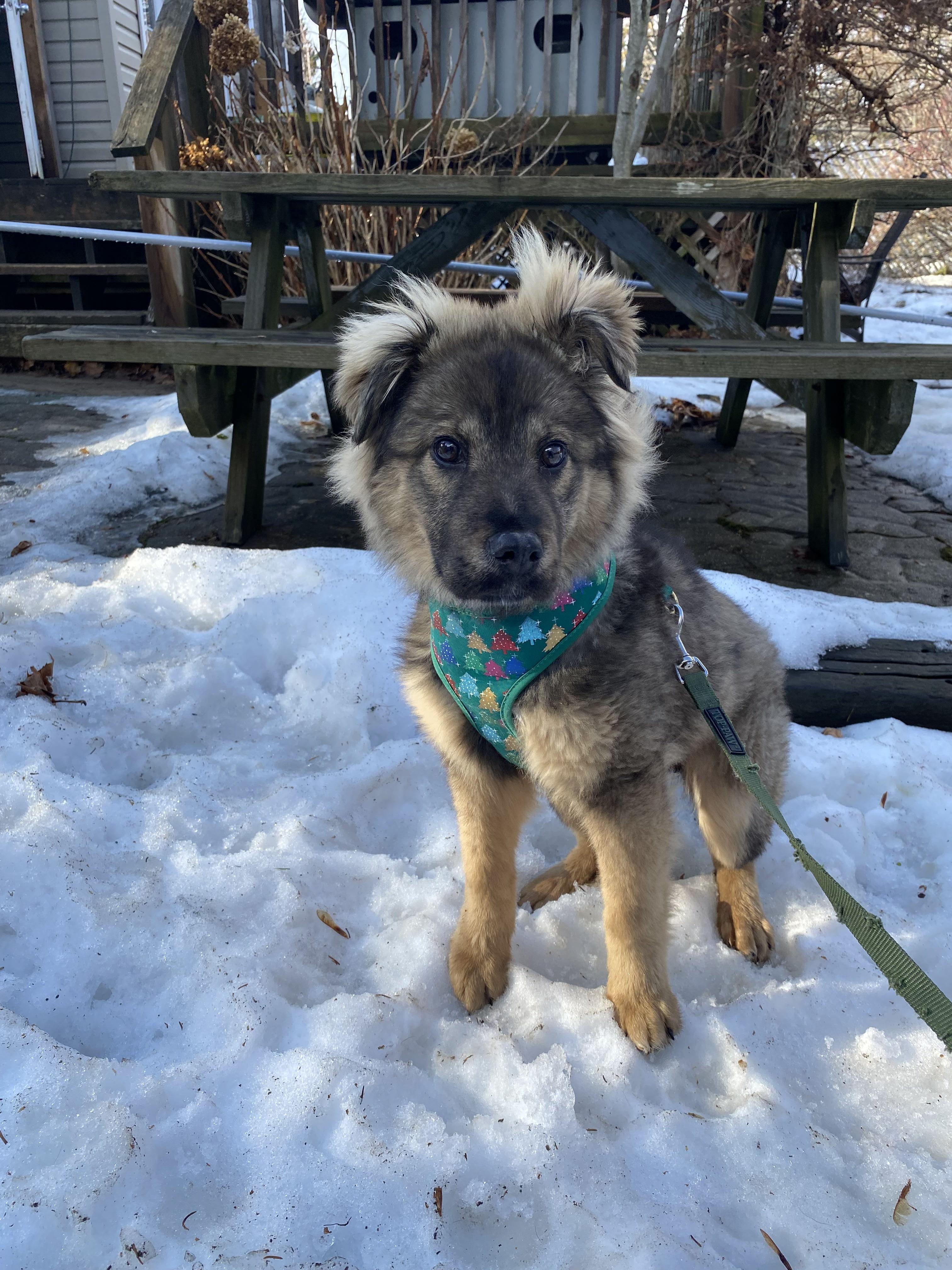 Enlarge Stassi, a ADOPTABLE Mixed Breed in London, ON image 4/6