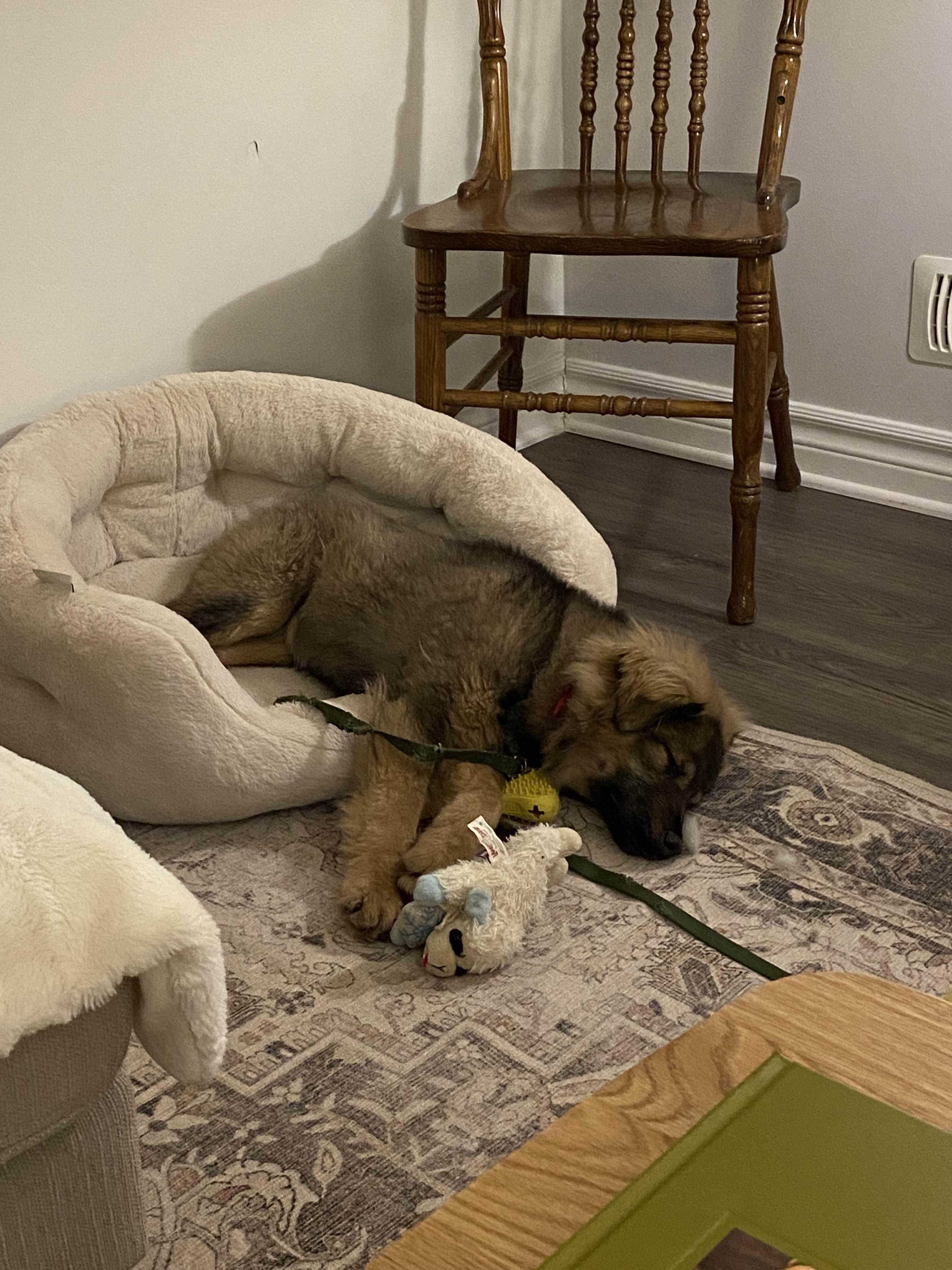 Enlarge Stassi, a ADOPTABLE Mixed Breed in London, ON image 2/6