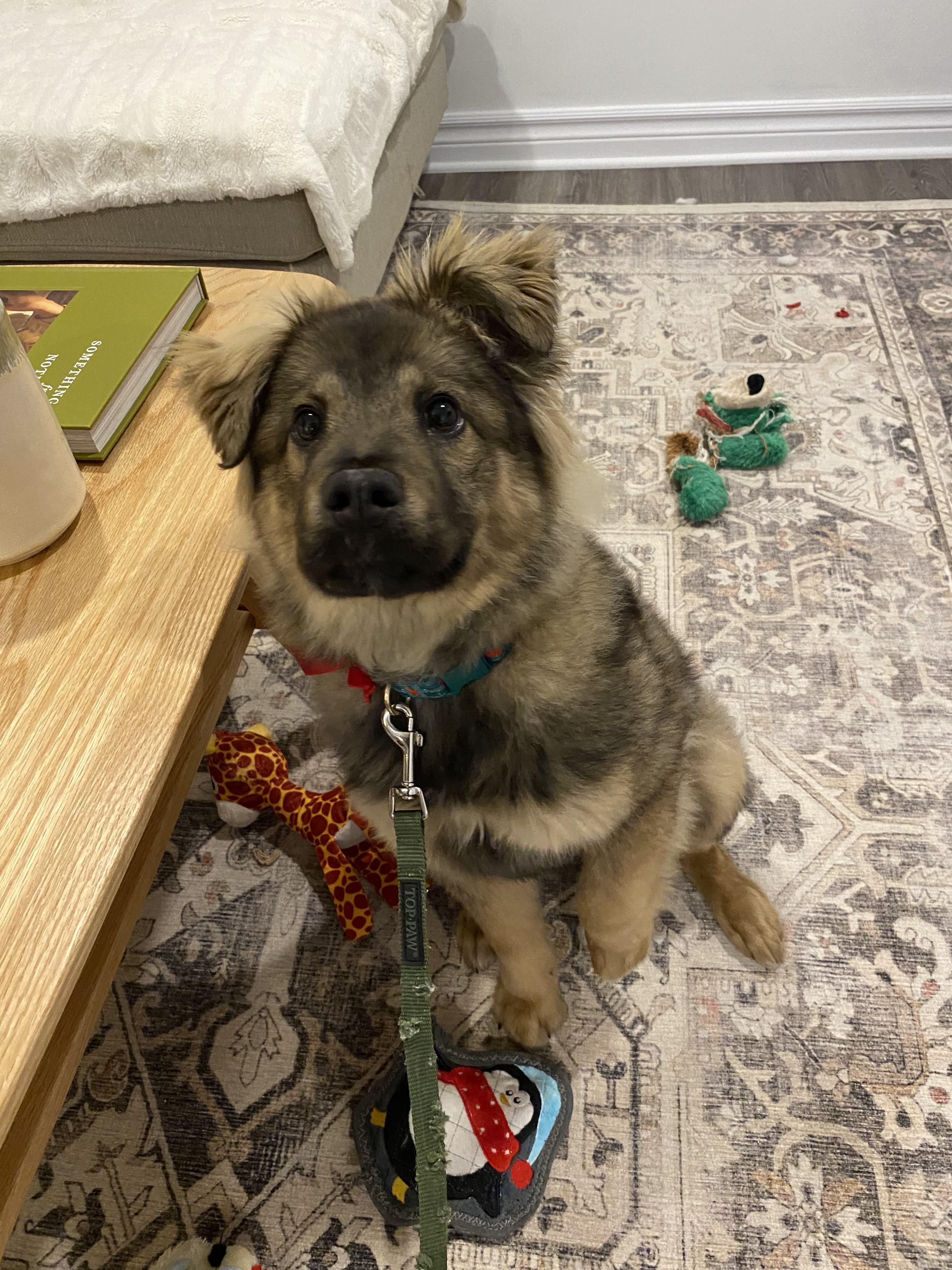 Enlarge Stassi, a ADOPTABLE Mixed Breed in London, ON image 1/6