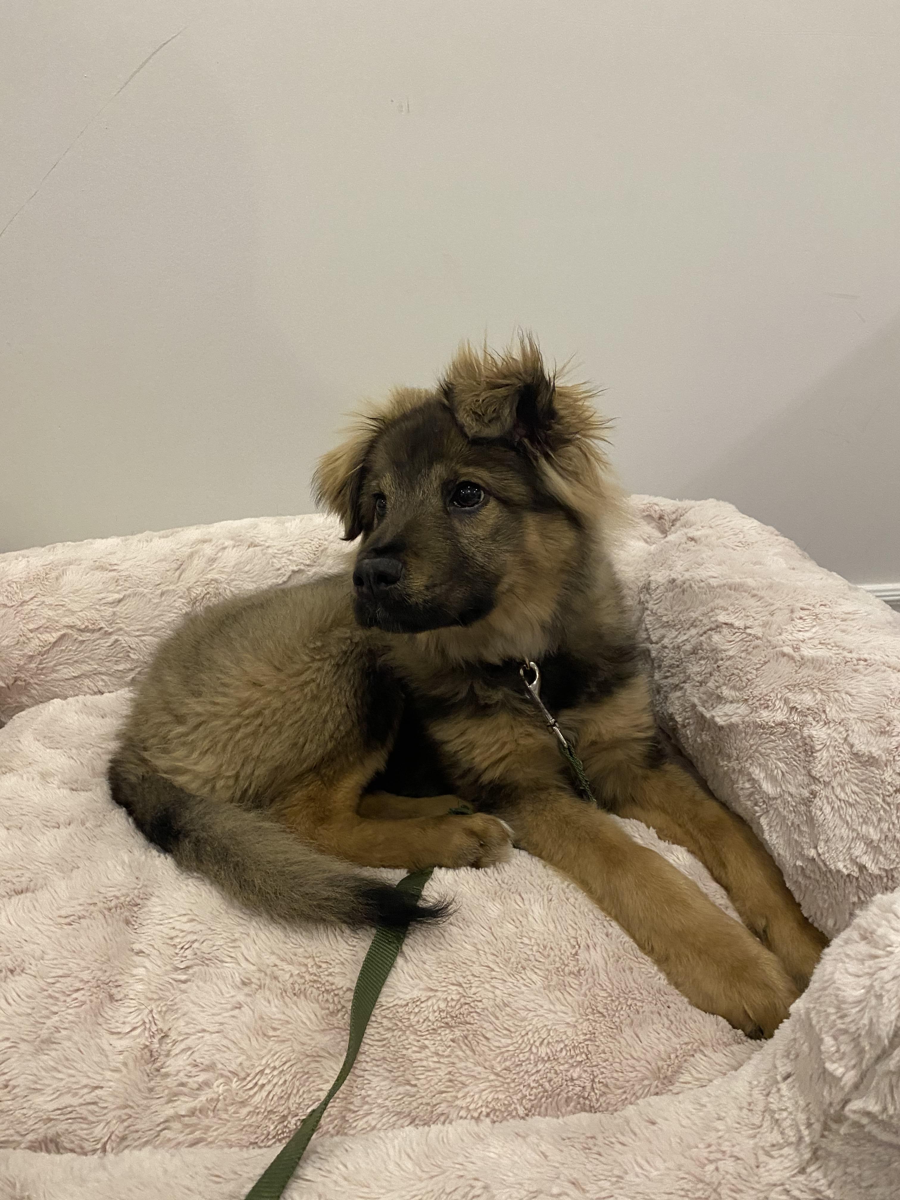 Enlarge Stassi, a ADOPTABLE Mixed Breed in London, ON image 3/6