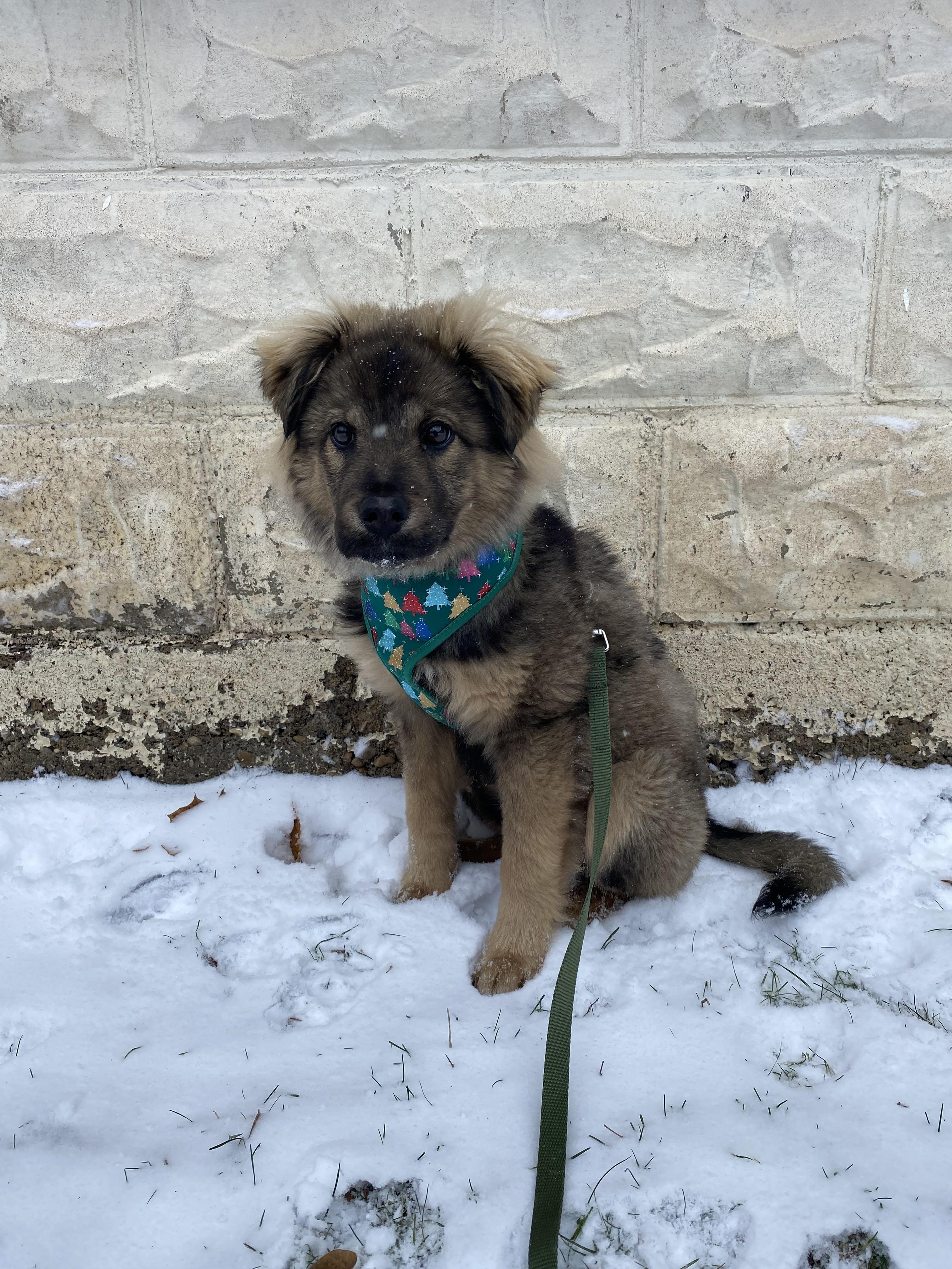 Enlarge Stassi, a ADOPTABLE Mixed Breed in London, ON image 6/6