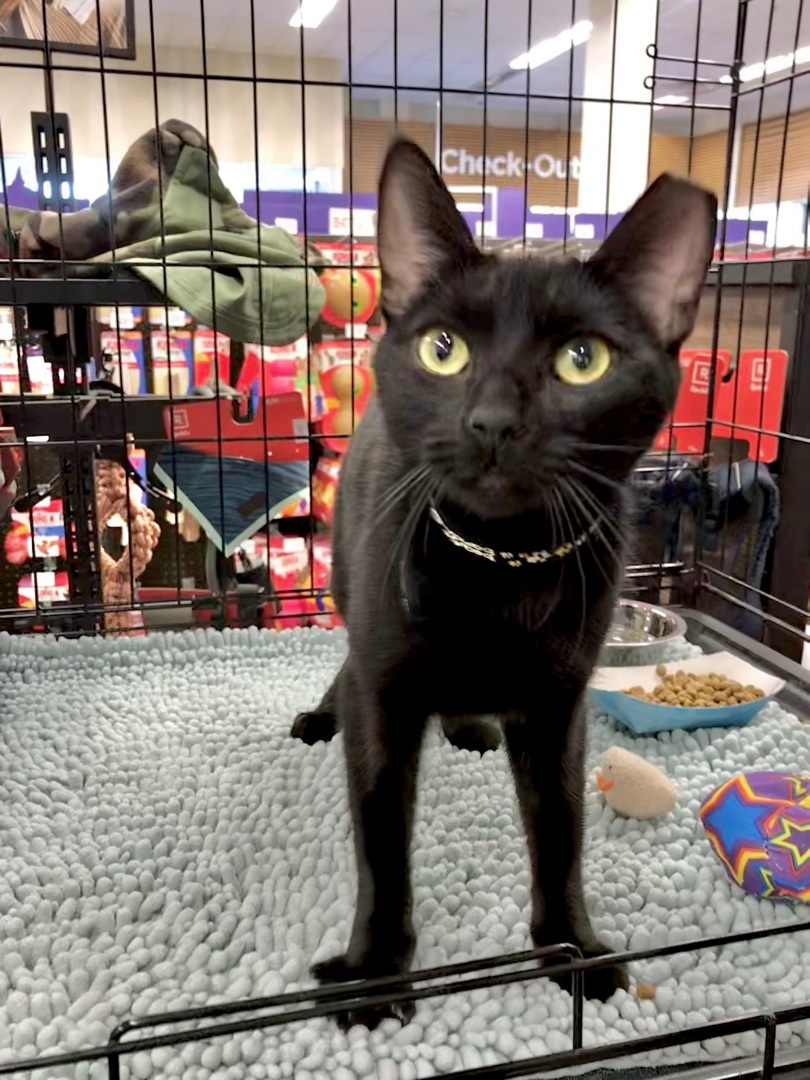 Enlarge JellyBean, a Adoptable American Shorthair in Vallejo, CA image 4/6