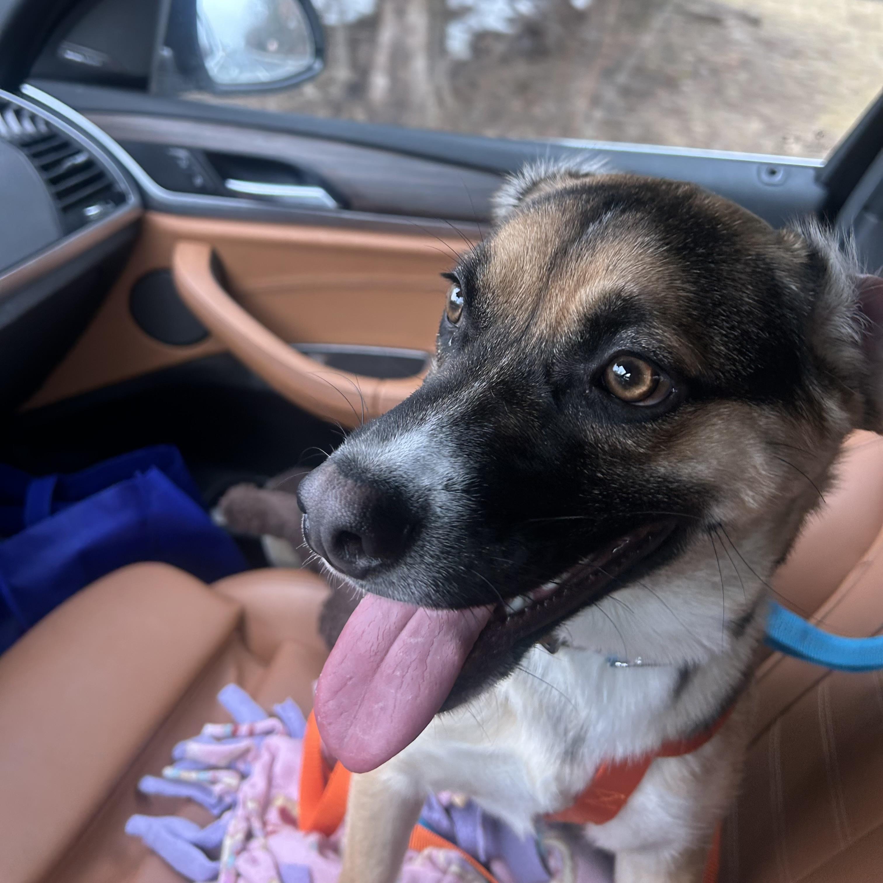 Snoop, adopted, Young Male Hound & Mixed Breed.