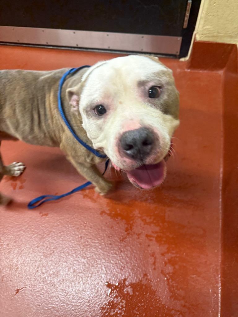 Big-Boy, a Adoptable mixed breed in Douglasville, GA image 1/4