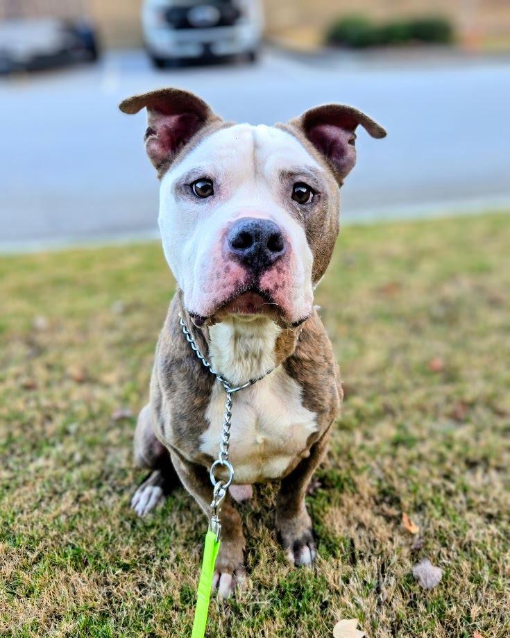 Big-Boy, a Adoptable mixed breed in Douglasville, GA image 3/4