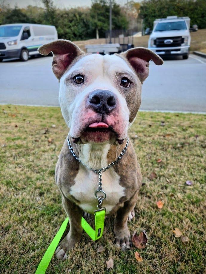 Big-Boy, a Adoptable mixed breed in Douglasville, GA image 4/4