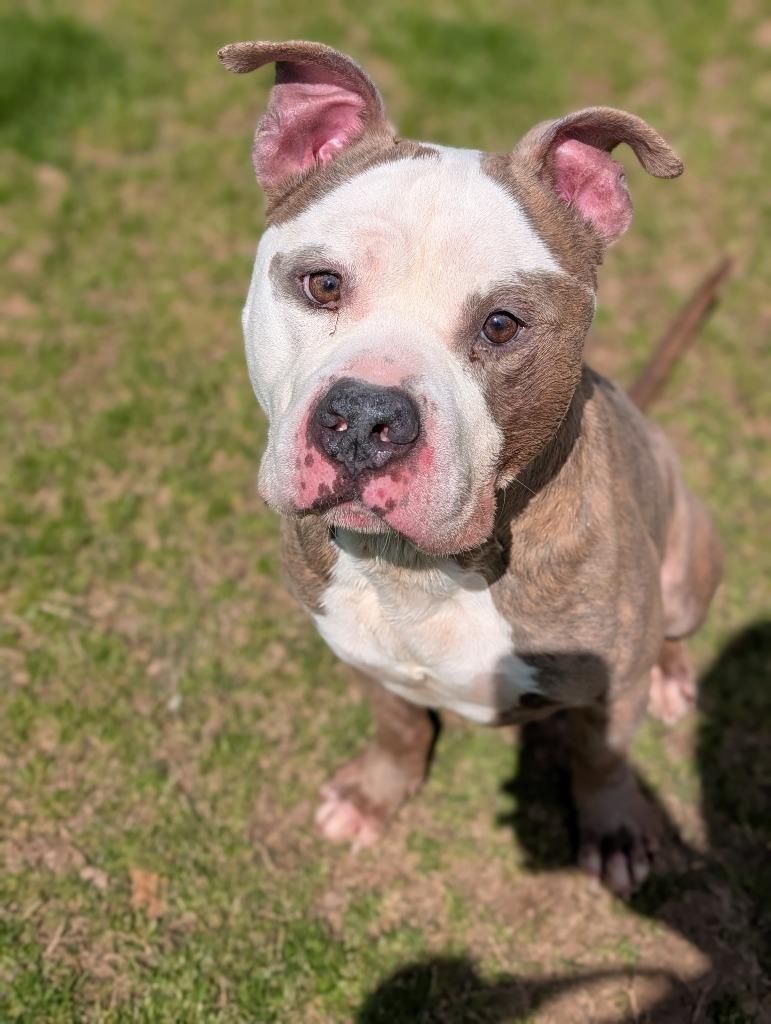 Enlarge Big-Boy, a Adoptable mixed breed in Douglasville, GA image 5/6