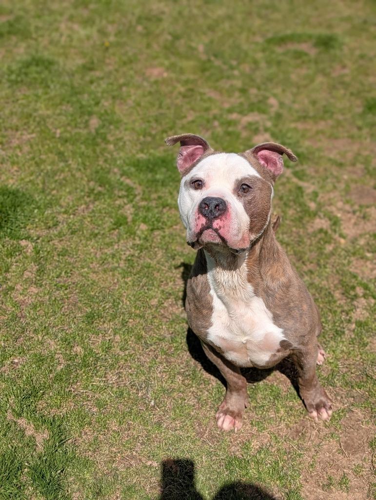 Enlarge Big-Boy, a Adoptable mixed breed in Douglasville, GA image 6/6