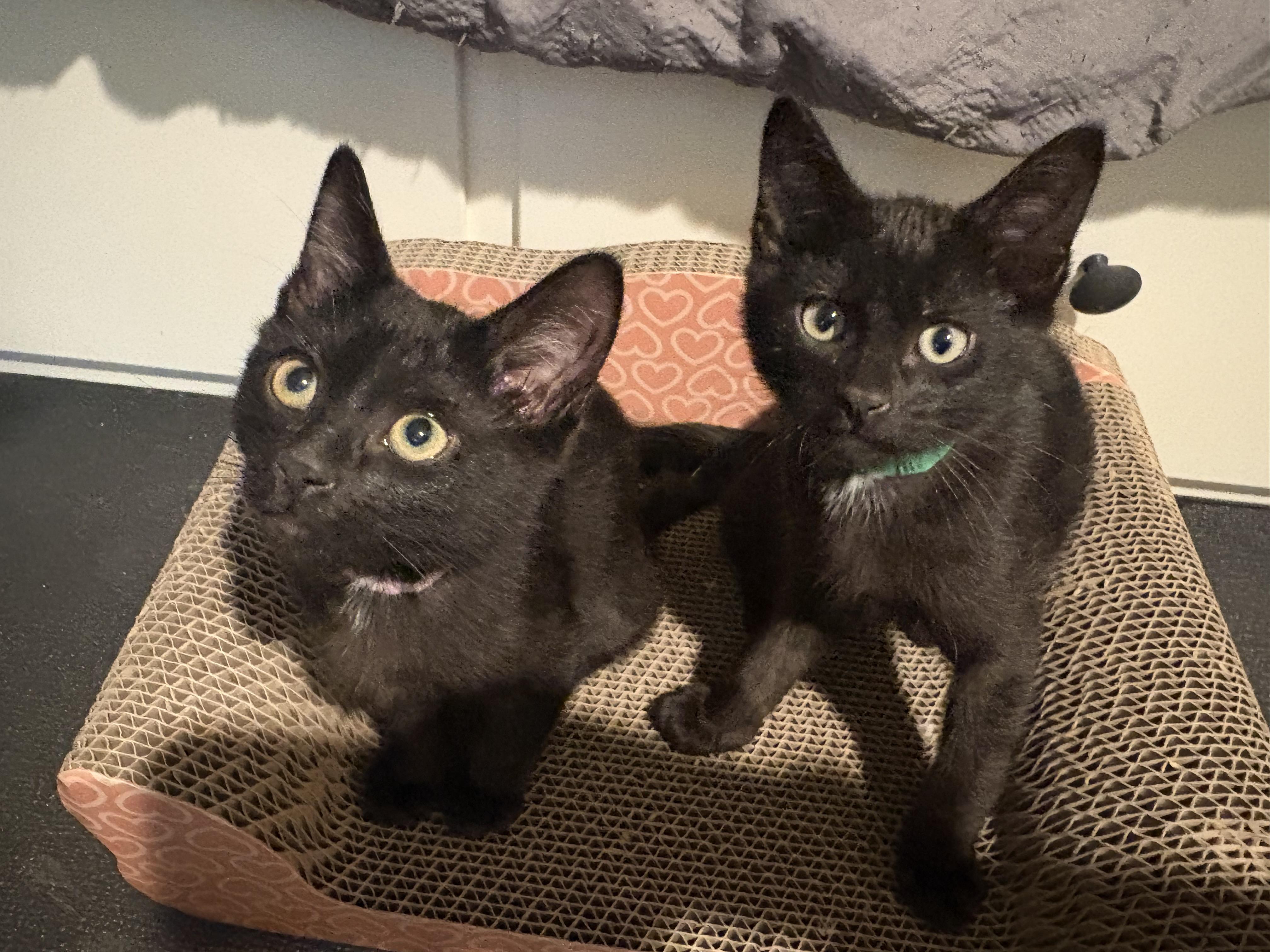 Enlarge Meeny , an adopted mixed breed in Woodinville, WA image 5/6