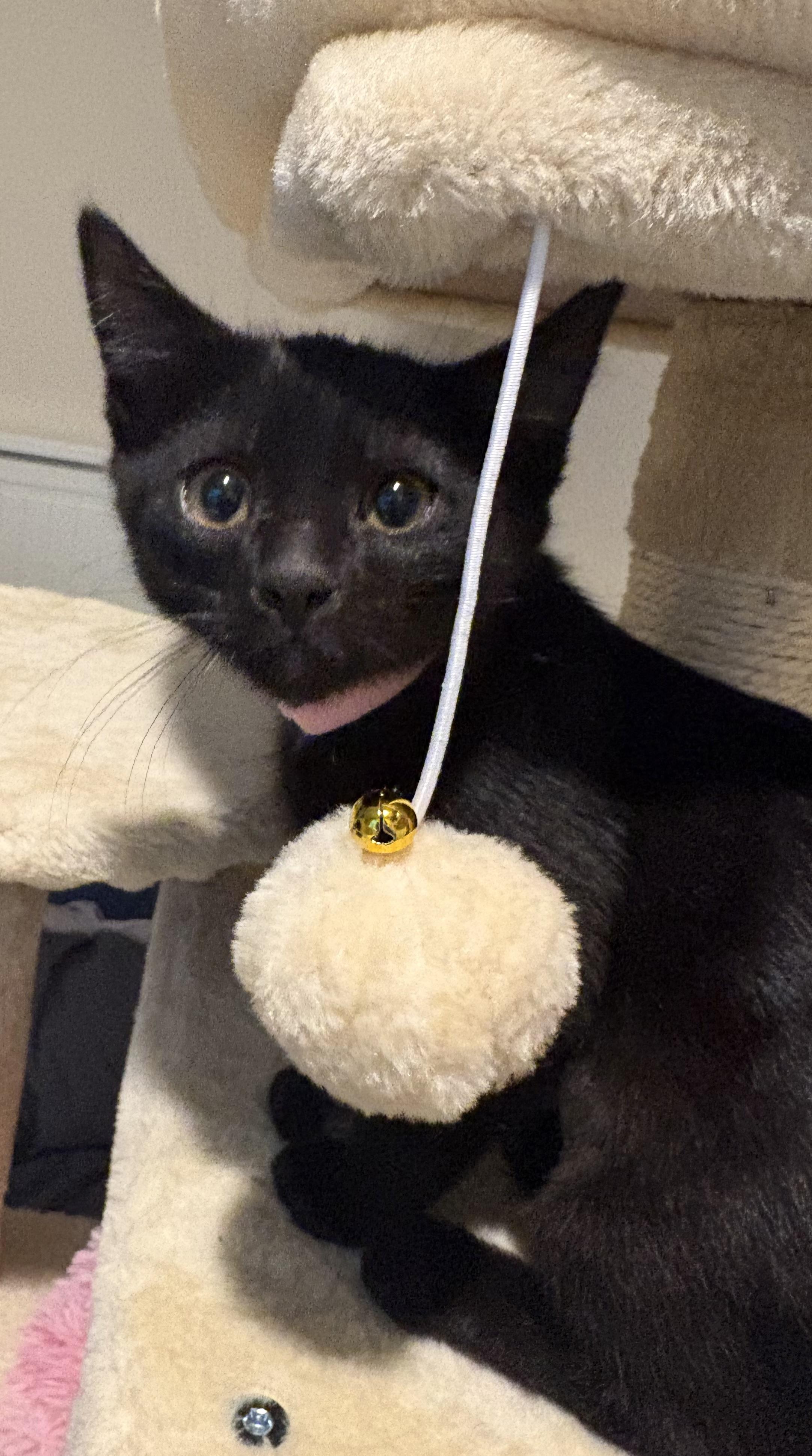 Meeny , adopted, Kitten Female Bombay & Domestic Short Hair.