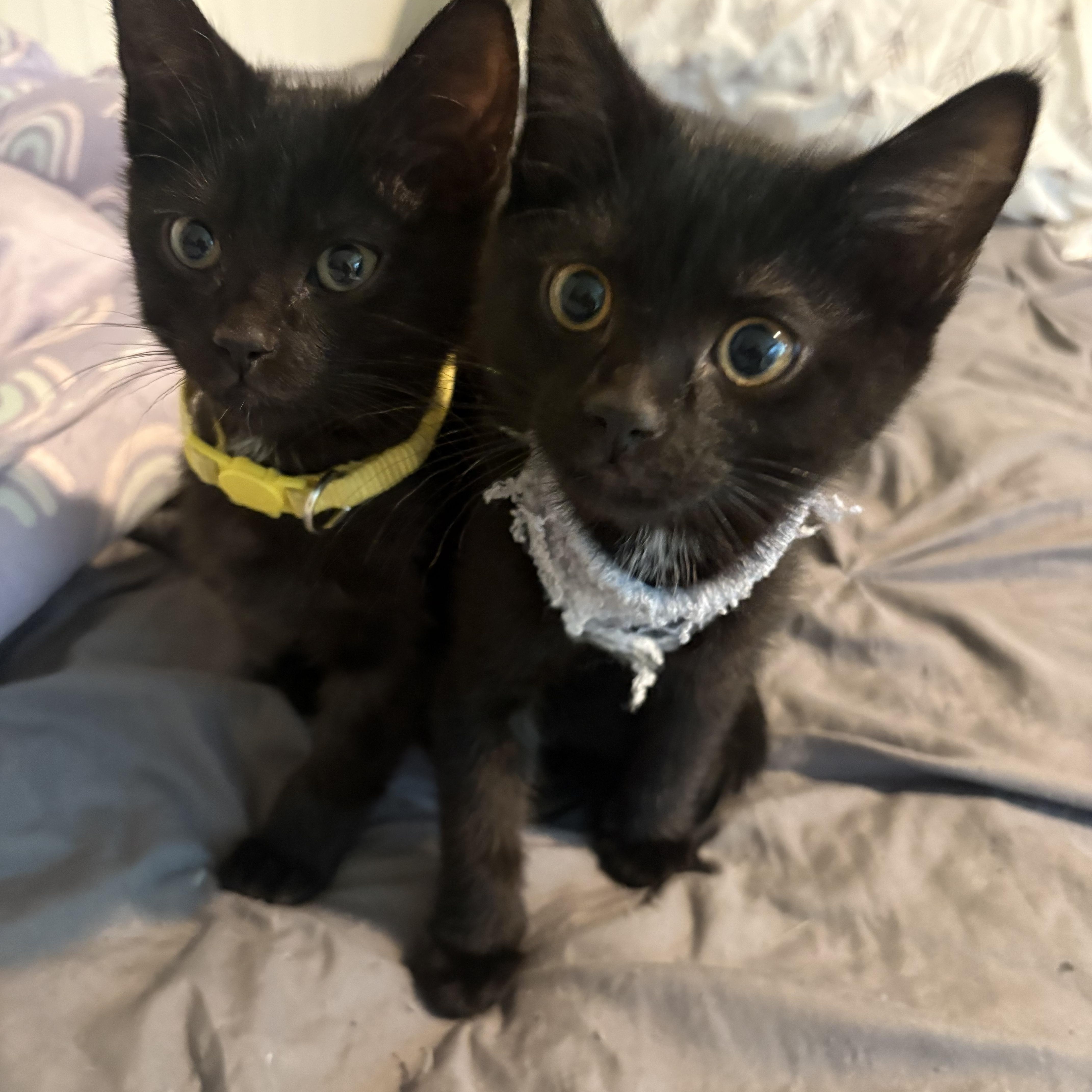 Enlarge Meeny , an adopted mixed breed in Woodinville, WA image 4/6