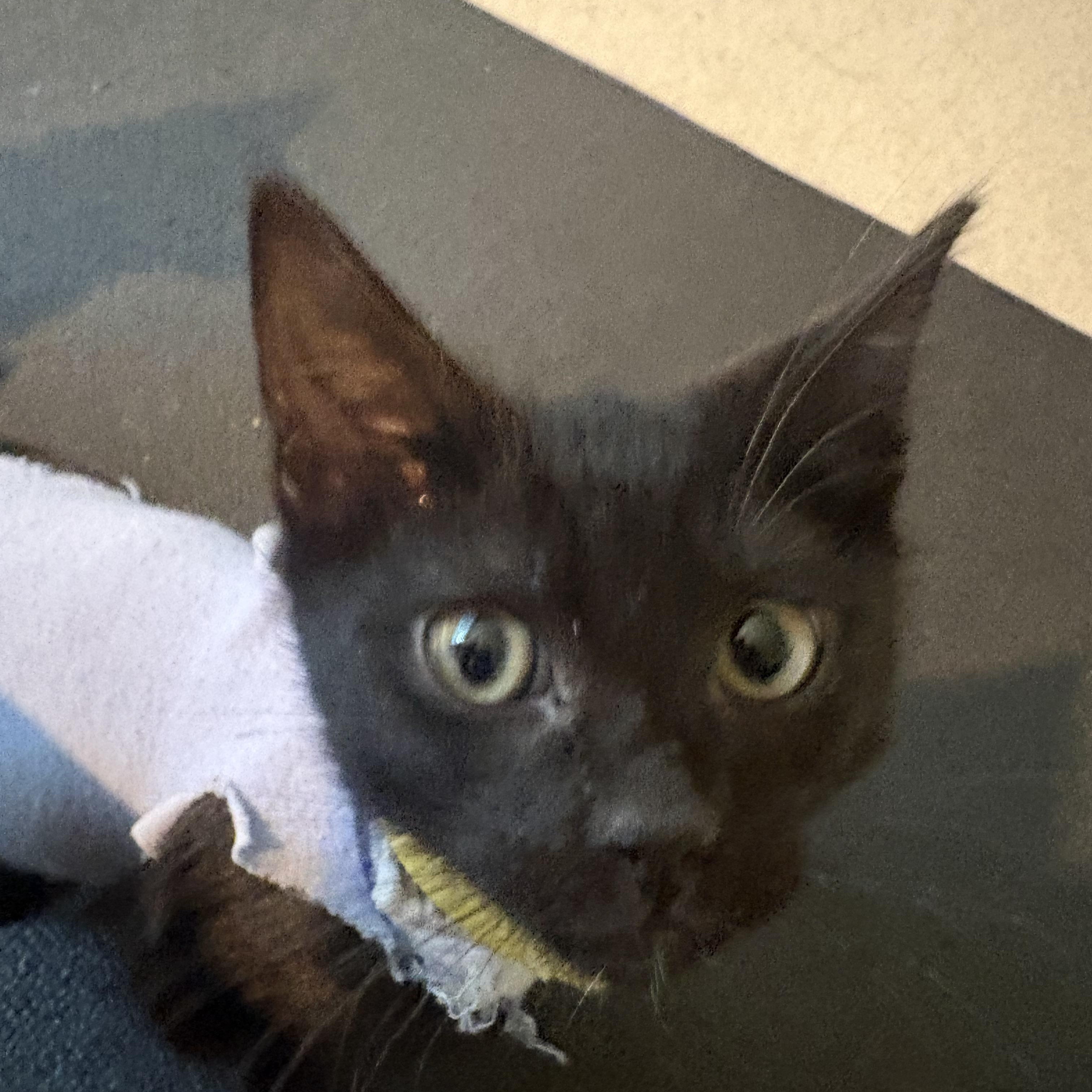 Enlarge Meeny , an adopted mixed breed in Woodinville, WA image 6/6