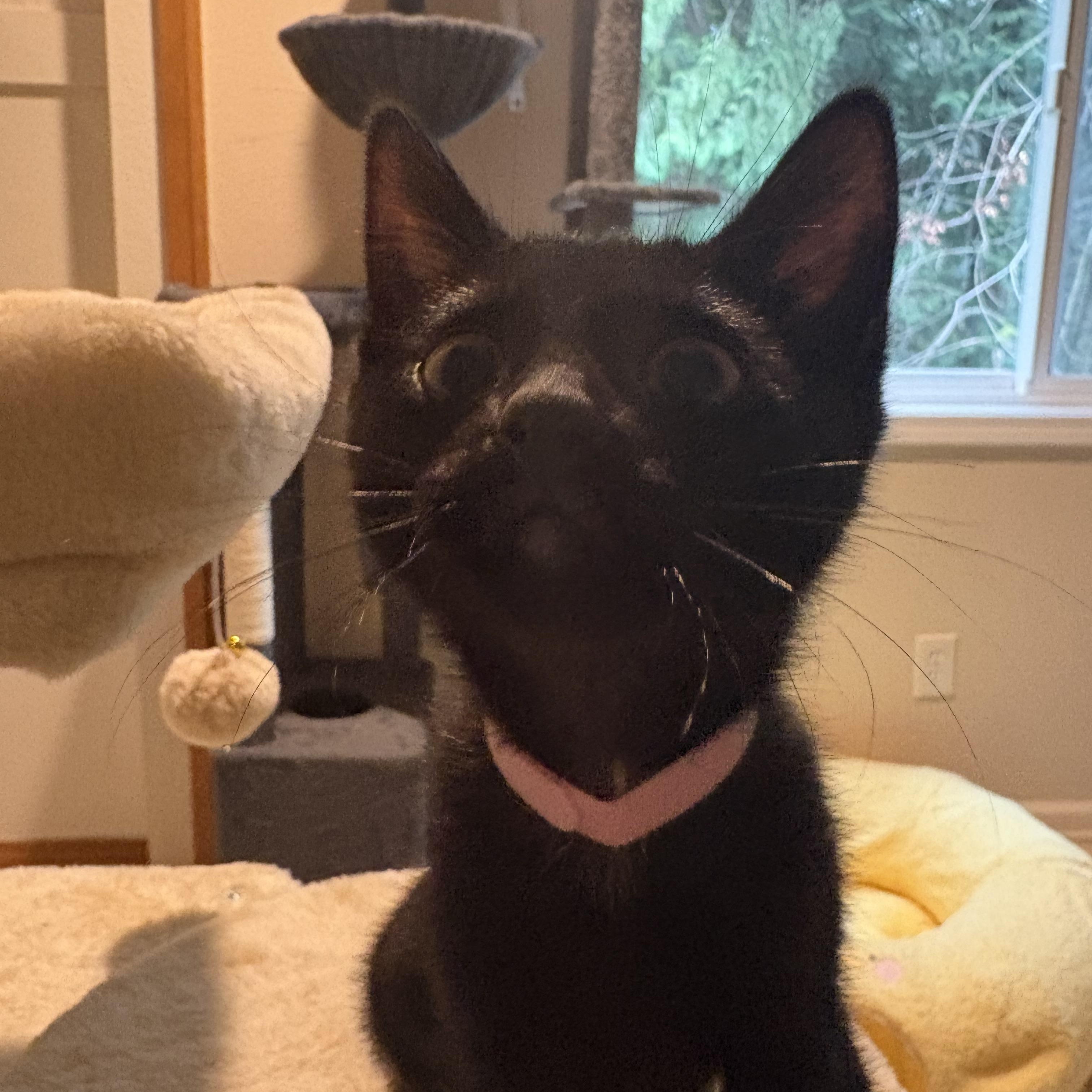 Enlarge Meeny , an adopted mixed breed in Woodinville, WA image 3/6