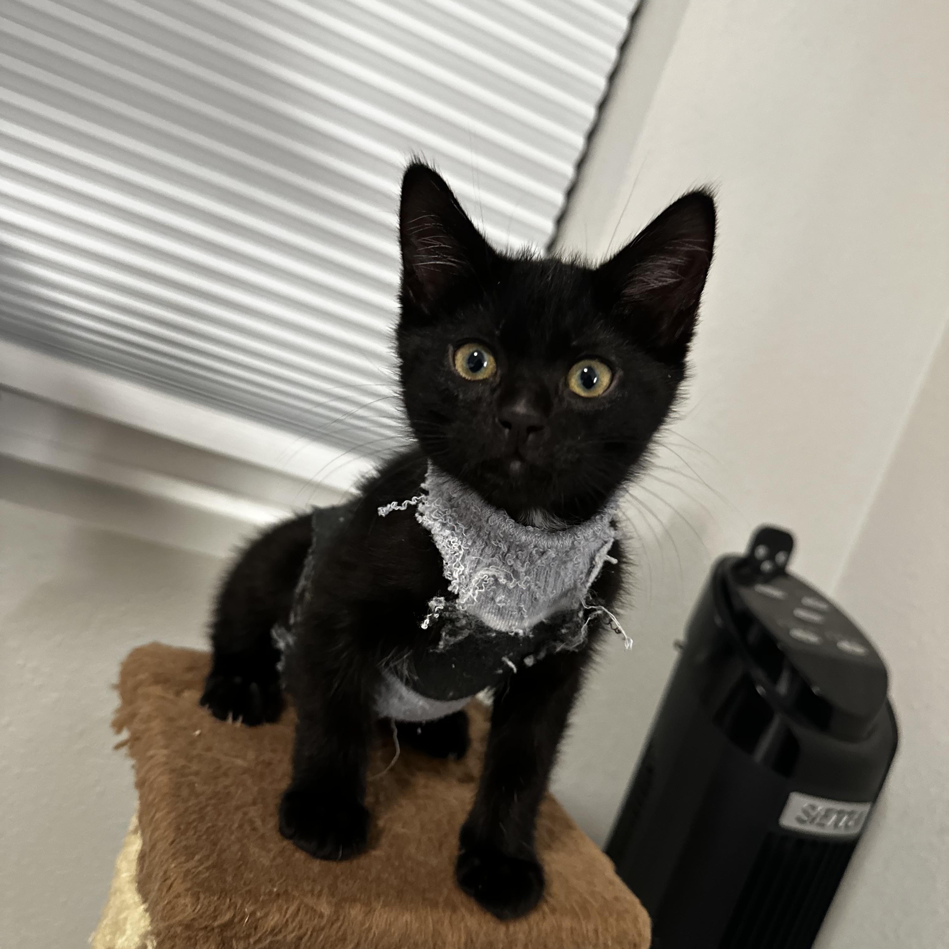 Enlarge Meeny , an adopted mixed breed in Woodinville, WA image 2/6