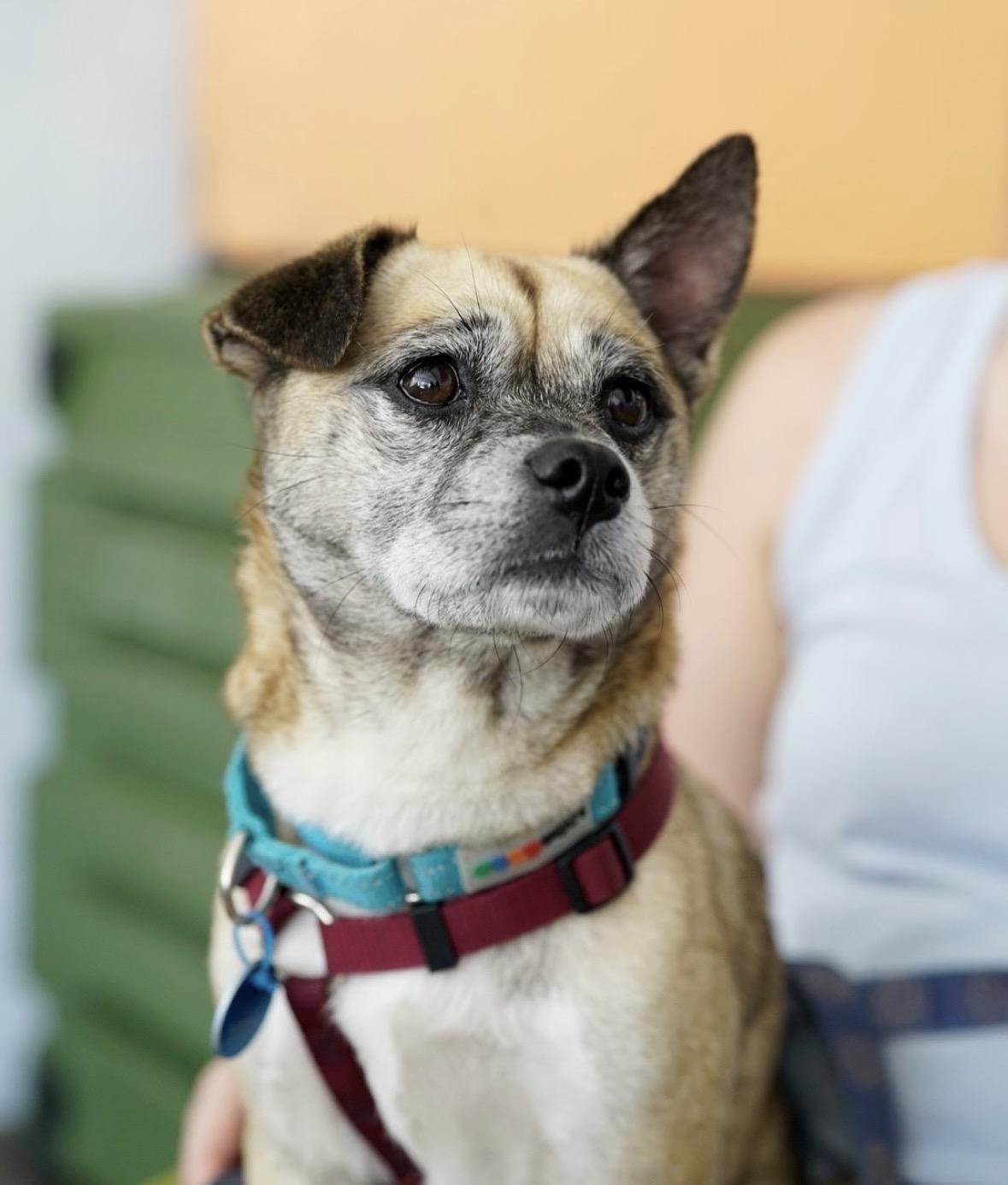 Gretta, a ADOPTABLE mixed breed in Pasadena, CA image 3/6