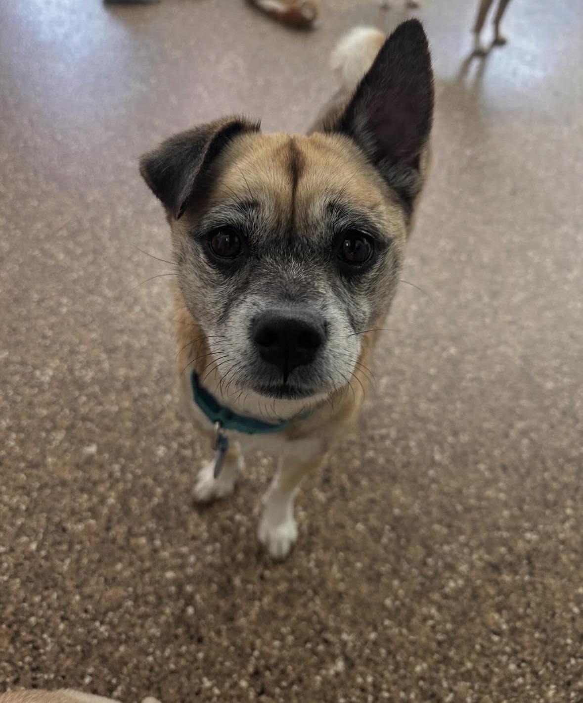 Gretta, a ADOPTABLE mixed breed in Pasadena, CA image 6/6