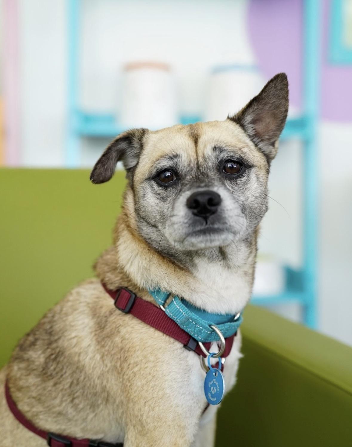Gretta, ADOPTABLE, Adult Female Pug & Chug.