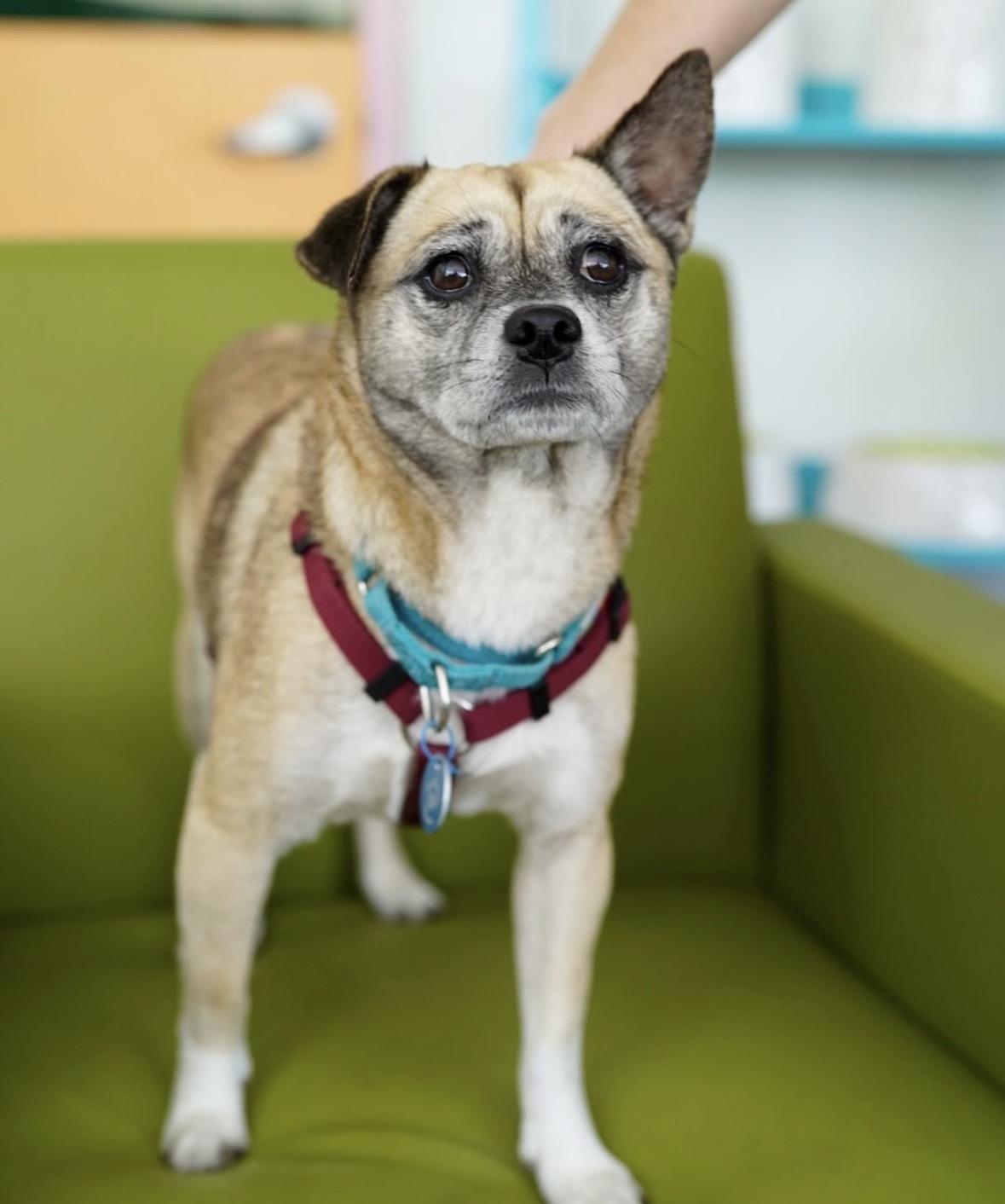 Gretta, a ADOPTABLE mixed breed in Pasadena, CA image 4/6