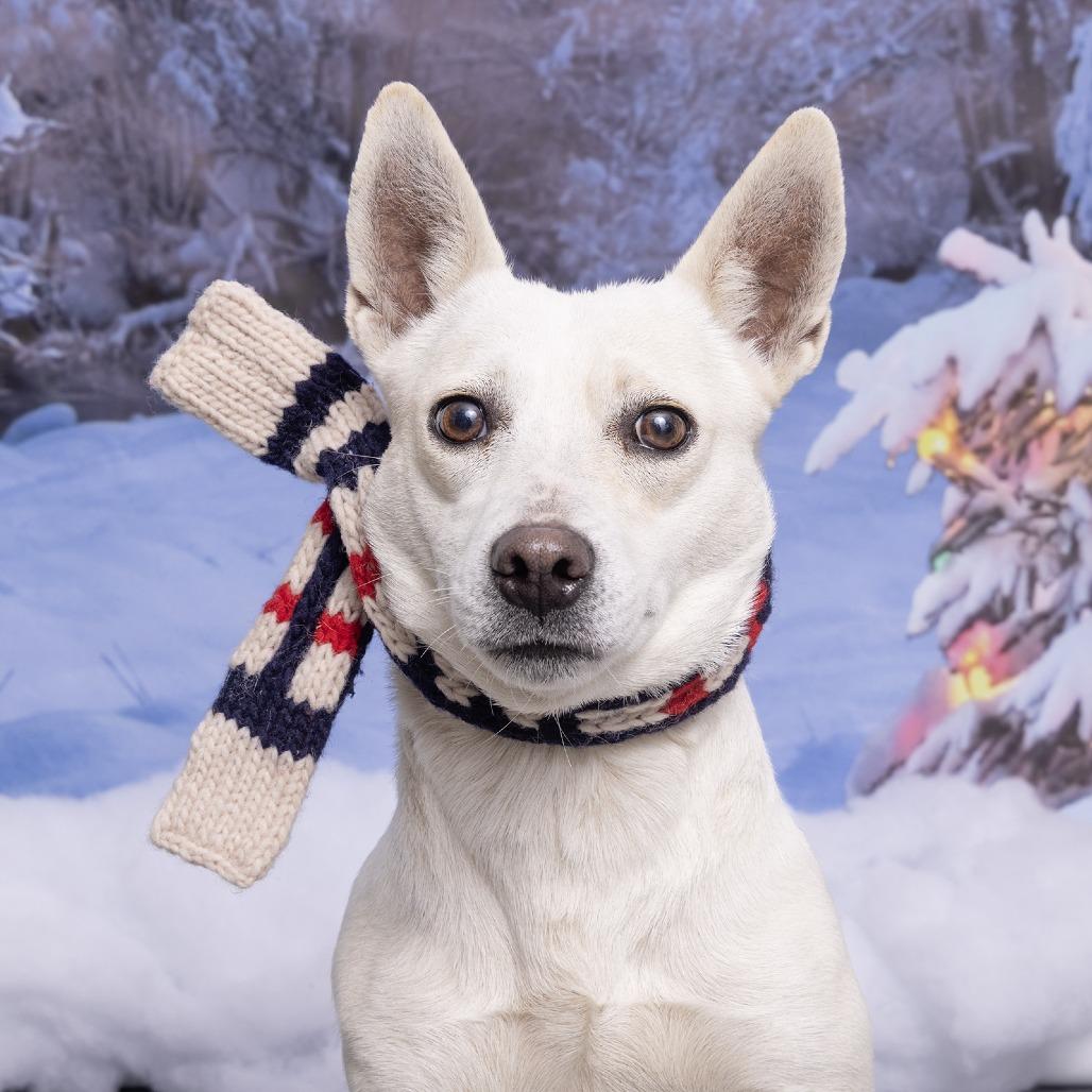 Enlarge Betty, a Adoptable Mixed Breed in Franklin, TN image 1/1