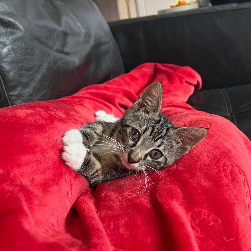 Jelly Bean, Adoptable, Kitten Male Domestic Short Hair.