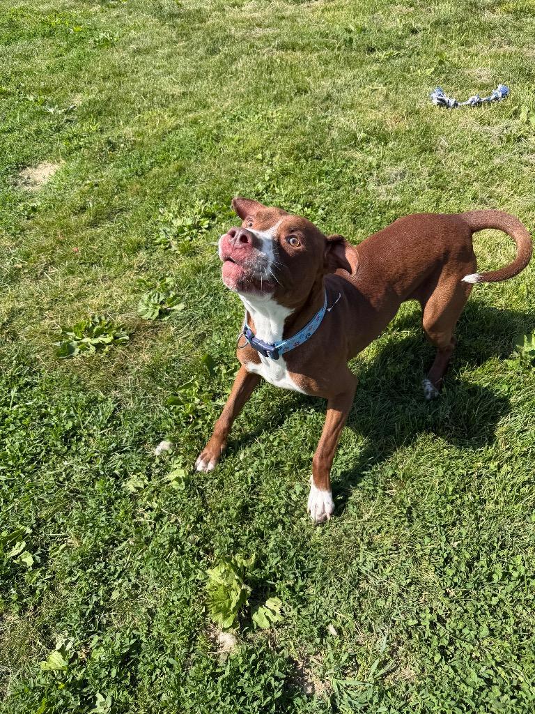 Enlarge Gotti, a Adoptable American Staffordshire Terrier in Pierceton, IN image 1/6