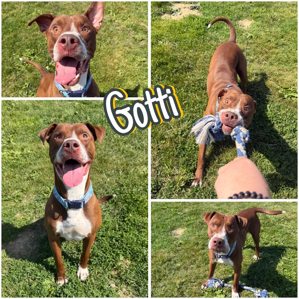 Enlarge Gotti, a Adoptable American Staffordshire Terrier in Pierceton, IN image 2/6