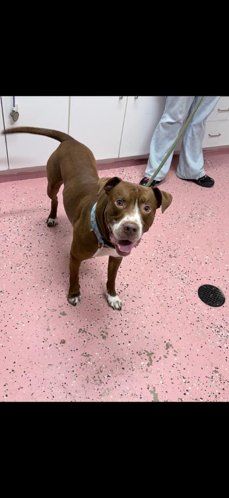 Enlarge Gotti, a Adoptable American Staffordshire Terrier in Pierceton, IN image 3/6