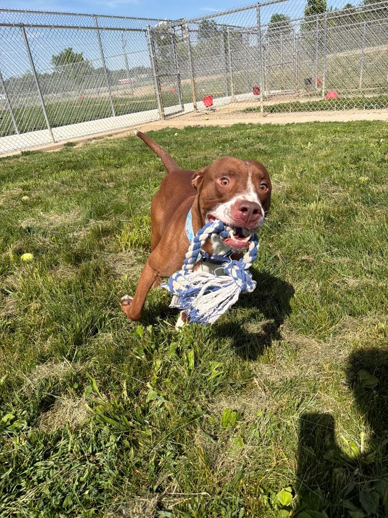 Enlarge Gotti, a Adoptable American Staffordshire Terrier in Pierceton, IN image 4/6