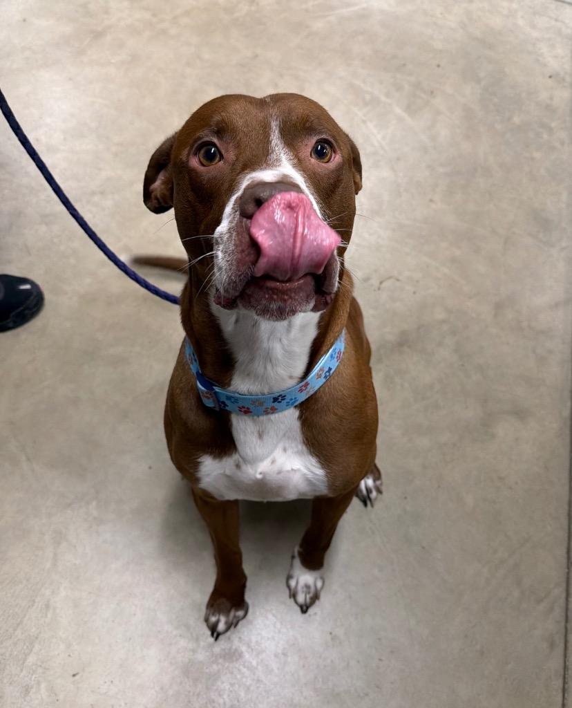 Enlarge Gotti, a Adoptable American Staffordshire Terrier in Pierceton, IN image 5/6